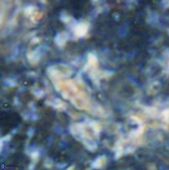 Discoasteroides kuepperi 48989