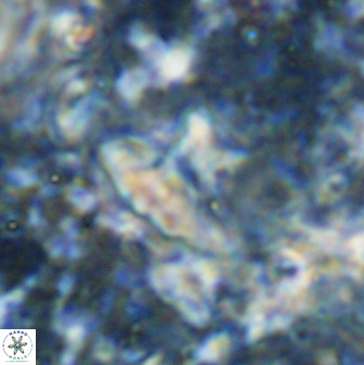 Discoasteroides kuepperi 48989