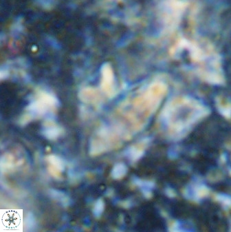 Discoasteroides kuepperi 48990