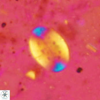 Pontosphaera araios 2421