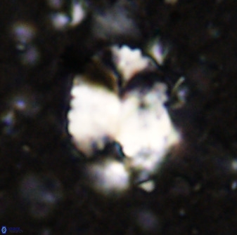 Discolithina ovata 48917