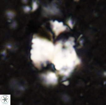 Discolithina ovata 48917