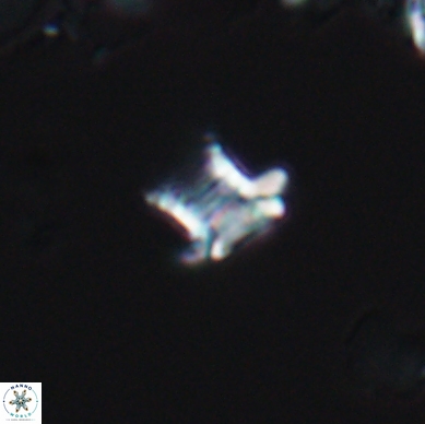 Discorhabdus watkinsii 12505