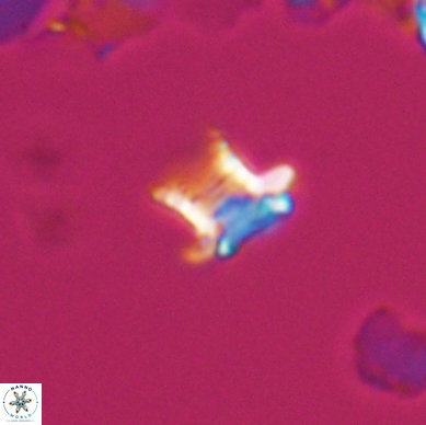 Discorhabdus watkinsii 12506