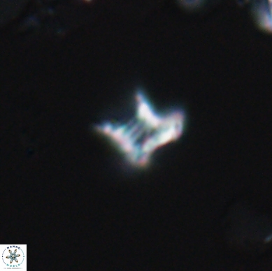 Discorhabdus watkinsii 12507