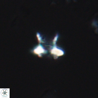 Discorhabdus watkinsii 12509