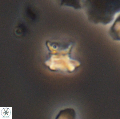 Discorhabdus watkinsii 12514