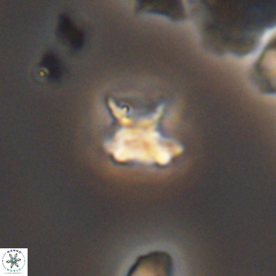 Discorhabdus watkinsii 12516