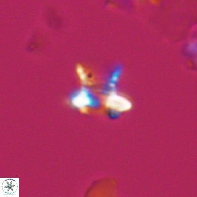 Discorhabdus watkinsii 12510