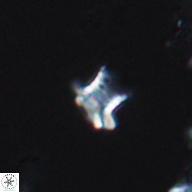 Discorhabdus watkinsii 12511