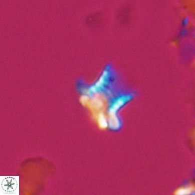 Discorhabdus watkinsii 12512