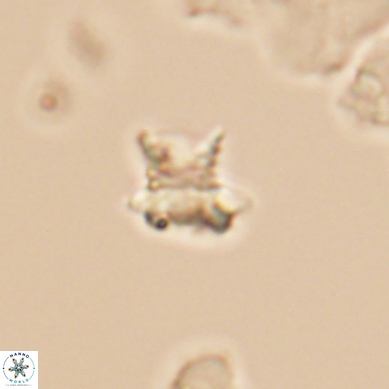 Discorhabdus watkinsii 12513