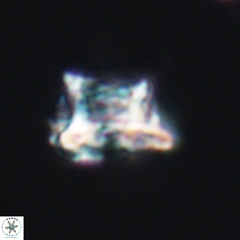 Discorhabdus watkinsii 8159