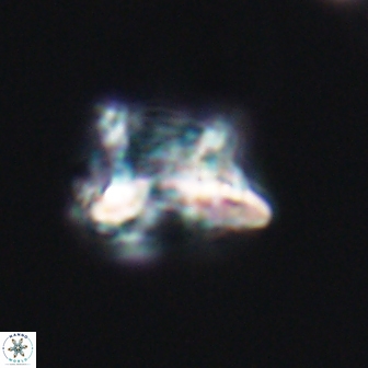 Discorhabdus watkinsii 8160