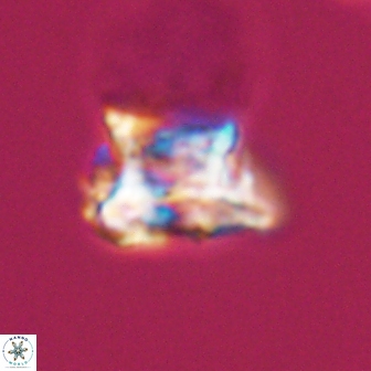 Discorhabdus watkinsii 8161