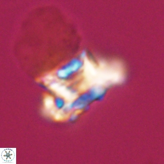 Discorhabdus watkinsii 8162