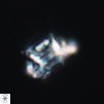 Discorhabdus watkinsii 8163