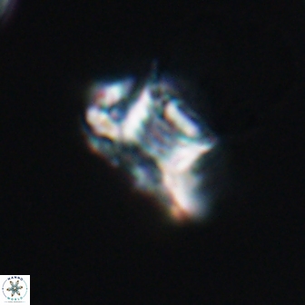 Discorhabdus watkinsii 8164