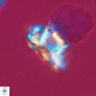Discorhabdus watkinsii 8165