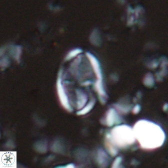Dizer ozkanogluiorum 15363