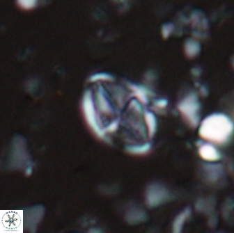 Dizeria ozkanogluiorum 15366