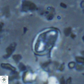 Dizeria ozkanogluiorum 15374