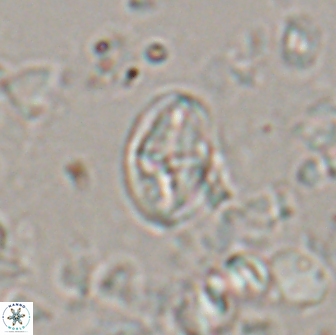 Dizeria ozkanogluiorum 15371