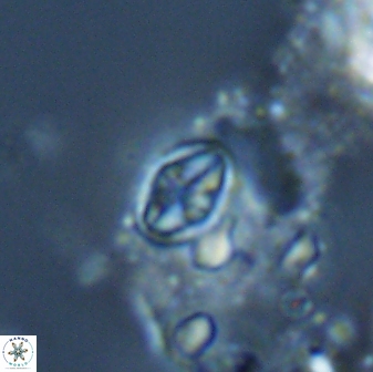 Dizeria lenonius 15277