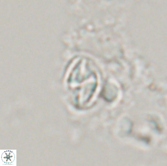 Dizeria lenonius 15279