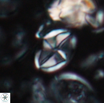 Dizeria vandekampiorum 17154