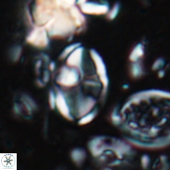 Dizeria vandekampiorum 17156