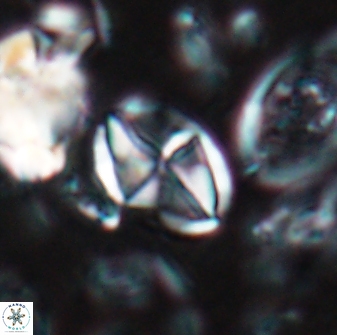 Dizeria vandekampiorum 17158