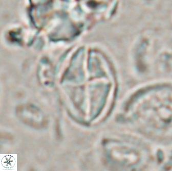 Dizeria vandekampiorum 17160