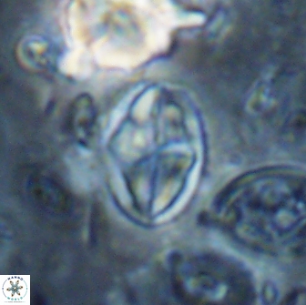 Dizeria vandekampiorum 17161