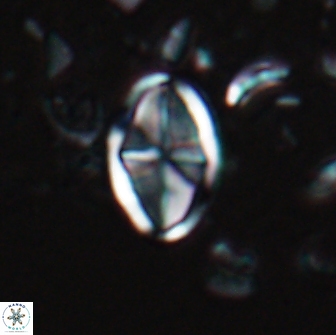 Dizeria vandekampiorum 17195