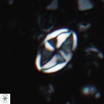Dizeria vandekampiorum 17199