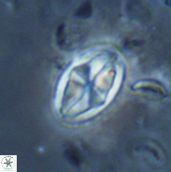 Dizeria vandekampiorum 17191