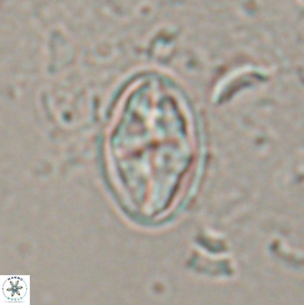 Dizeria vandekampiorum 17193