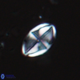 Dizeria vandekampiorum 17276