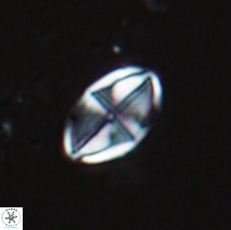 Dizeria vandekampiorum 17276