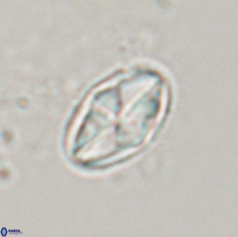 Dizeria vandekampiorum 17277