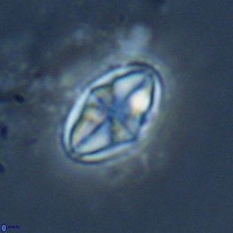 Dizeria vandekampiorum 17278