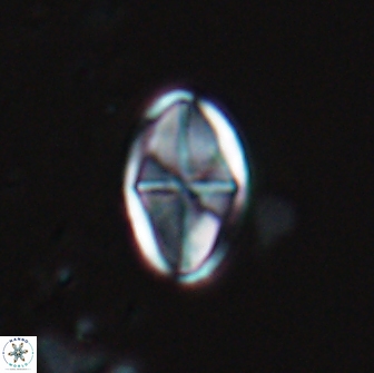 Dizeria vandekampiorum 17271