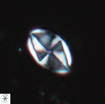 Dizeria vandekampiorum 17273