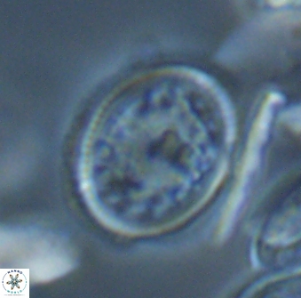 Dodekapodorhabdus noeliae 18850