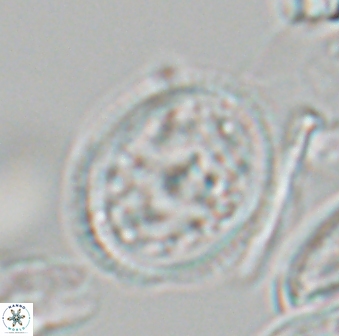 Dodekapodorhabdus noeliae 18853