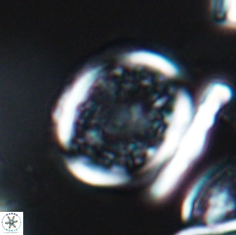 Dodekapodorhabdus noeliae 18860