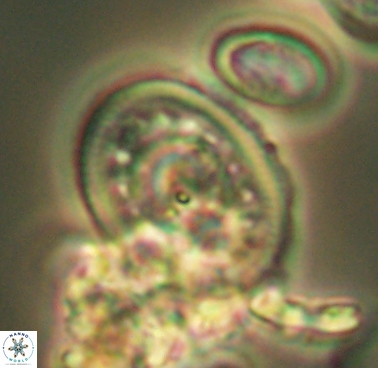 Dodekapodorhabdus noeliae 4207