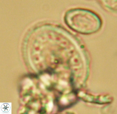 Dodekapodorhabdus noeliae 4208