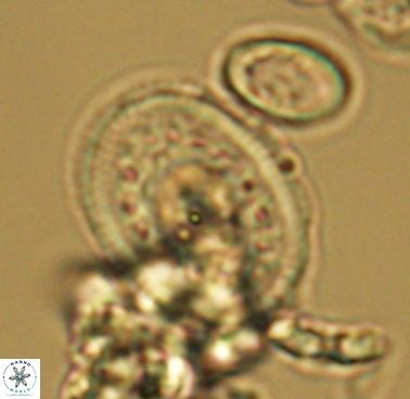 Dodekapodorhabdus noeliae 4209